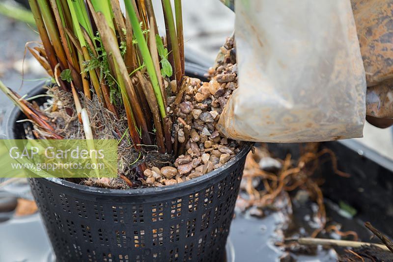 Plant your divided Juncus inflexus - Hard Rush into new pond baskets and fill with gravel