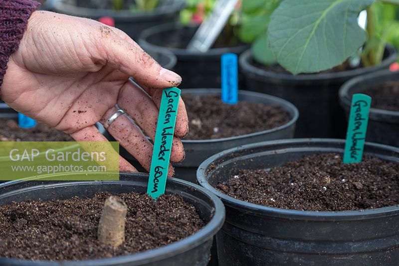 Adding plant label for Dahlia 'Garden Wonder'