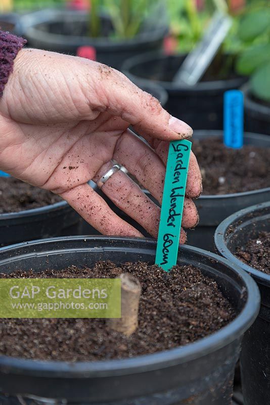 Adding plant label for Dahlia 'Garden Wonder'