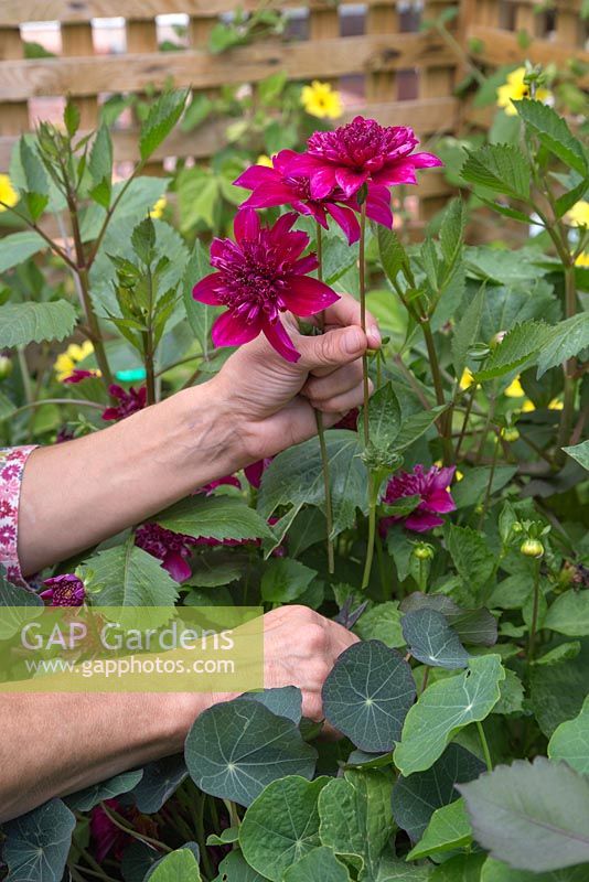 Woman cutting some Dahlia 'Purpinka' flowers for a floral arrangement