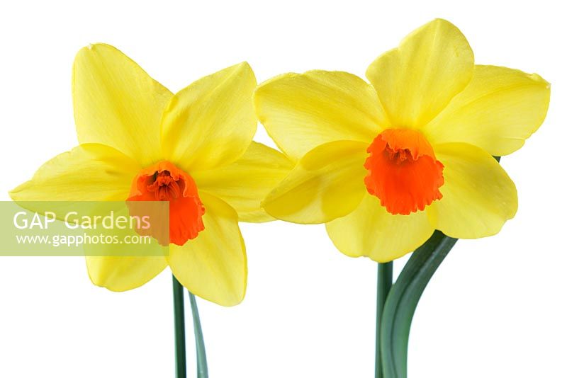 Narcissus 'Birma' - Daffodil, Division 3  Small-cupped, April