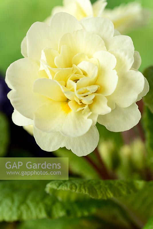 Primula 'Dawn Ansell' - Double primrose,  April