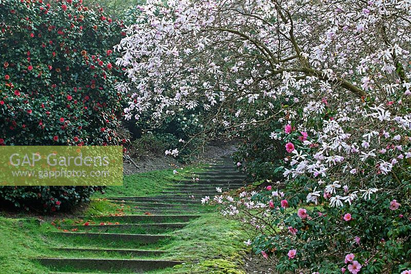 Steps ascending through Magnolia and Rhododendron - Viginia Waters, Surrey, UK