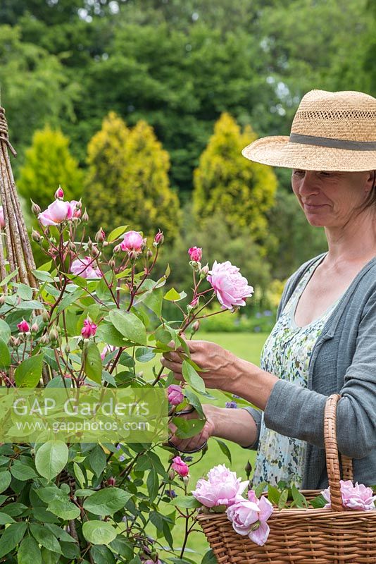 Woman cutting flowers of Rosa 'Constance Spry'