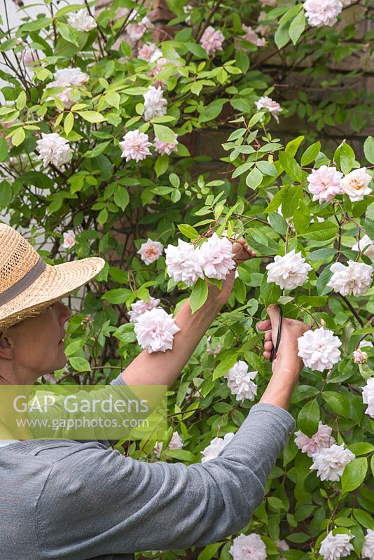 Woman cutting flowers of a white Climbing Rose