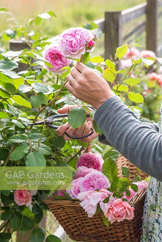Woman cutting flowers of Rosa 'James Galway'