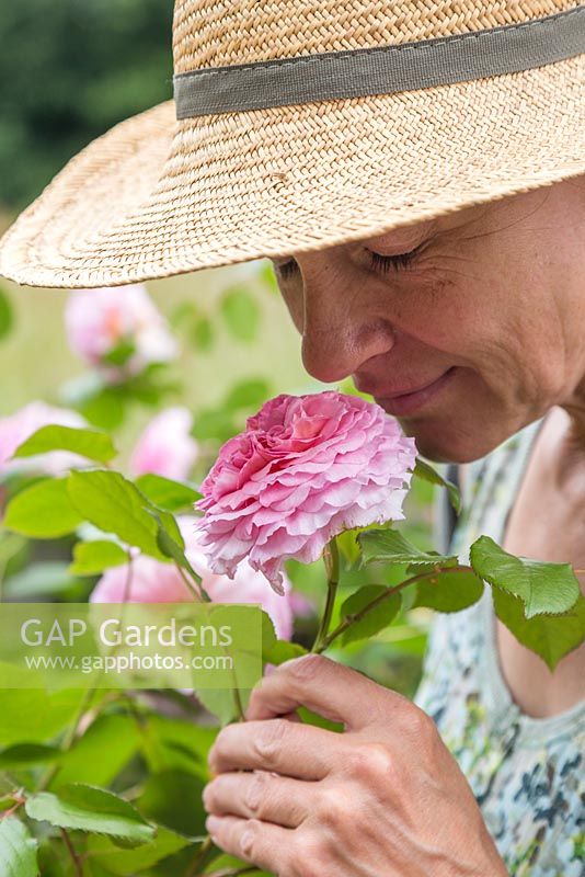 Woman smelling the scent of Rosa 'James Galway'