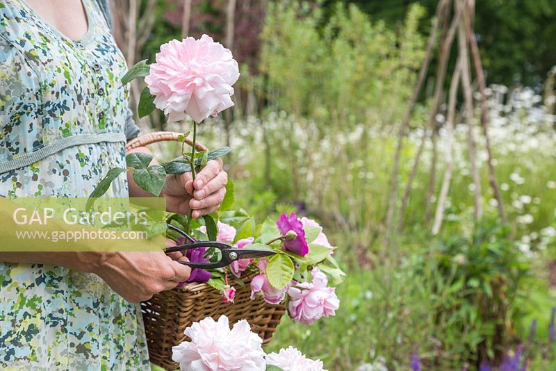 Woman holding a trug of cut roses with Rosa 'Gertrude Jekyll'