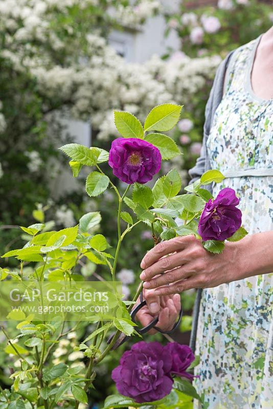 Woman cutting flowers of Rosa 'Rhapsody in Blue'