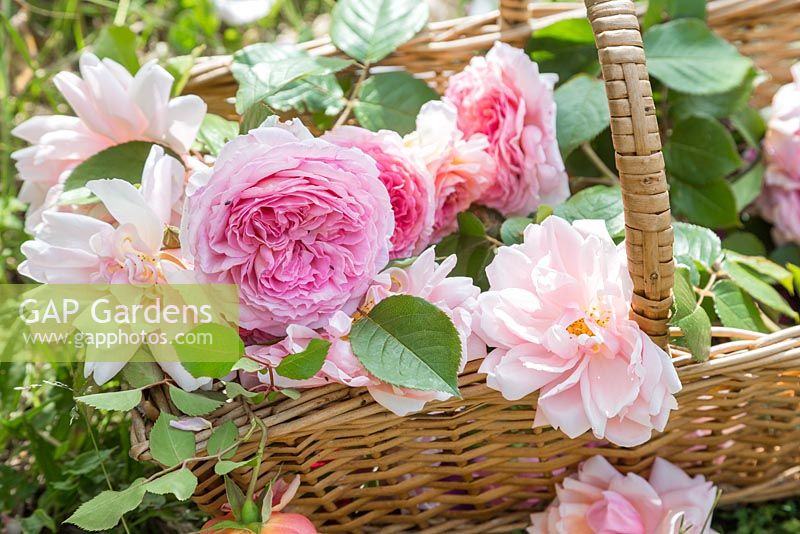 Wicker basket of cut Roses on grass. Rose 'Gertrude Jekyll', Rosa 'James Galway' and Rosa 'Constance Spry'