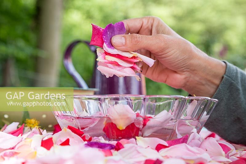 Adding rose petals to a bowl of water in which to be cleansed