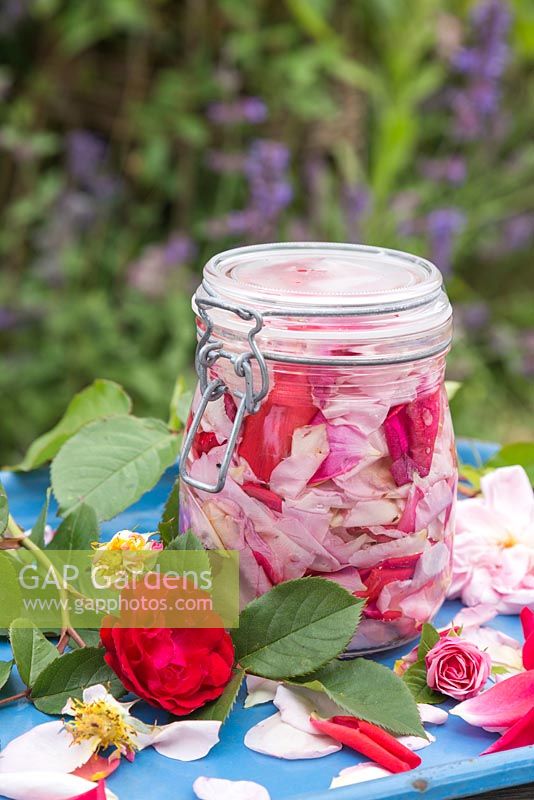 Rose petals fermenting in a glass jar of water