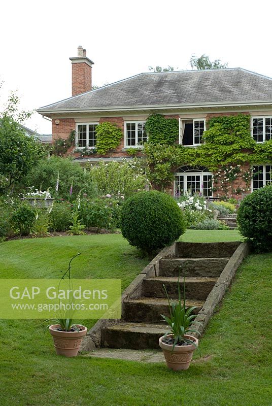 Stone steps on lawn with Buxus - box balls and terracotta pots with Agapanthus.  Digitalis - foxgloves and Rosa - roses in the borders. The Garden House, Ashley, June