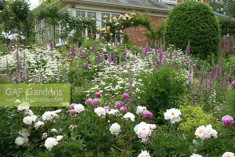 Paeonia - Peonies, Digitalis purpurea - foxgloves and Leucanthemum vulgare - Oxeye daisies on a slope infront of Rosa 'Maigold' - rose on metal arches. The Garden House, Ashley, June