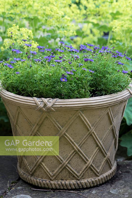 Purple daisies in a Haddonstone pot. The Garden House, Ashley, June