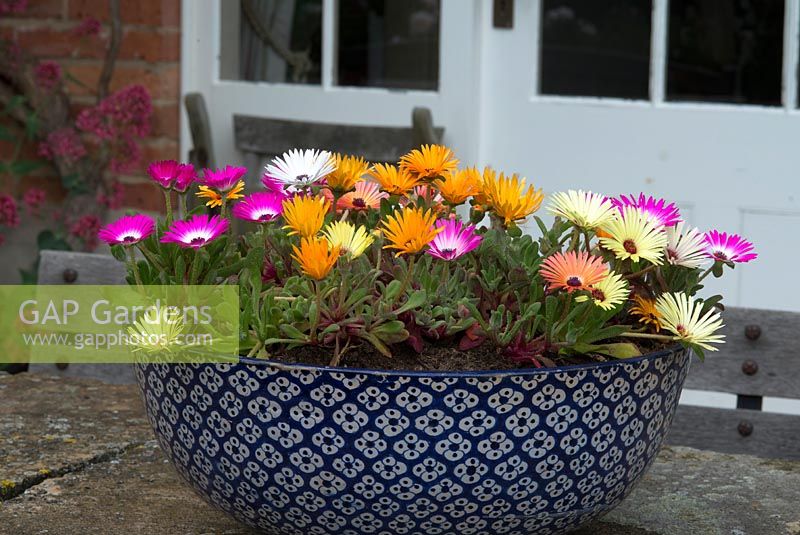 Mesembryanthemum  - Livingstone Daisies in a painted bowl. The Garden House, Ashley, June