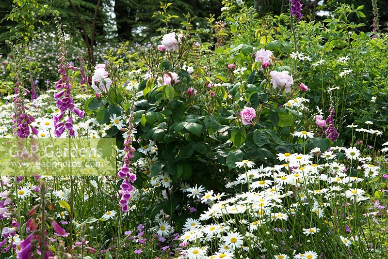 Digitalis purpurea - foxgloves, Leucanthemum vulgare - Oxeye daisies and Rosa - roses. The Garden House, Ashley, June