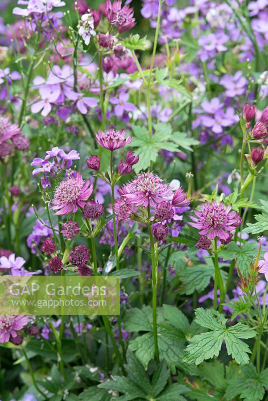 Astrantia and Hesperis matronalis - Sweet Rocket. The Garden House, Ashley, June