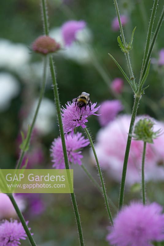 Knautia macedonica with bee. The Garden House, Ashley, June