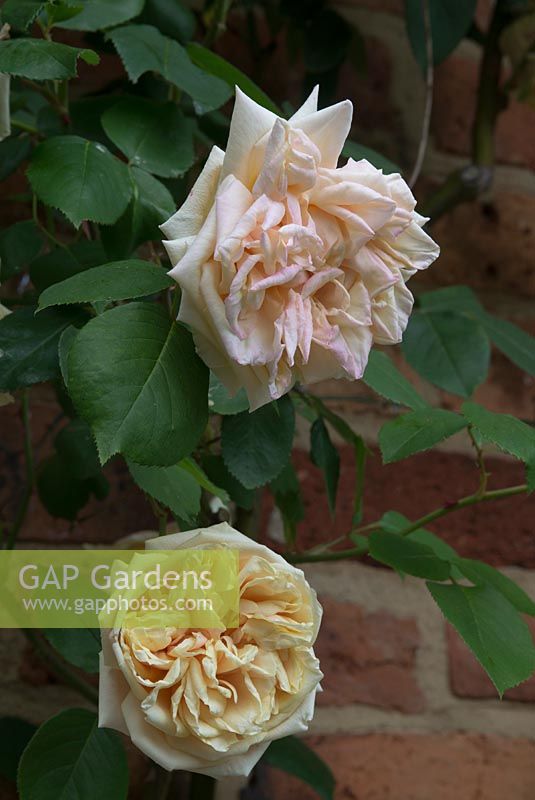 Rosa 'Gloire de Dijon' - climbing tea rose. The Garden House, Ashley, June