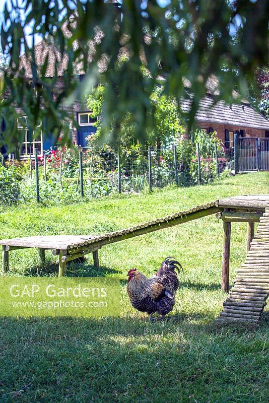 Chicken with farmhouse and vegetable garden in the background.