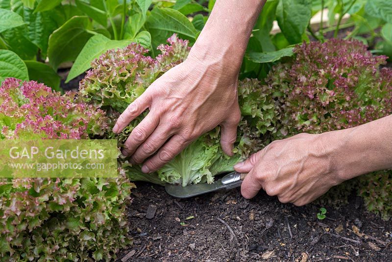 Harvesting Lettuce 'Lollo Rossa' - Lactuca sativa
