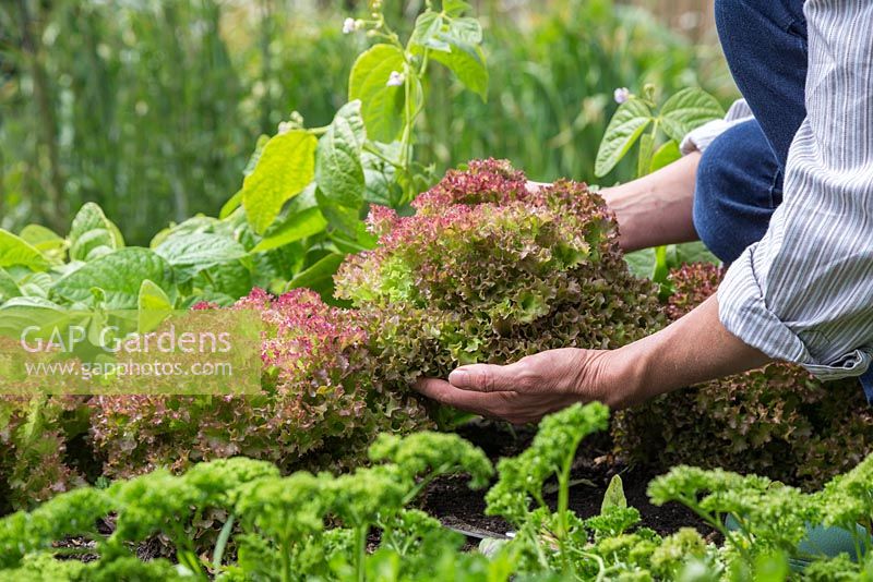 Holding harvested Lettuce 'Lollo Rossa' - Lactuca sativa