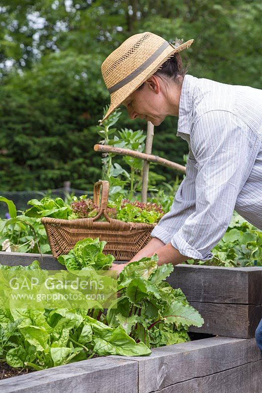 Woman harvesting Lettuce 'Little Gem' - Lactuca sativa