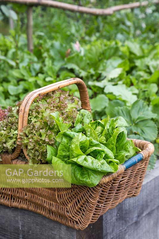 Woven basket containing harvest of Lettuce 'Little Gem' and 'Lollo Rossa' - Lactuca sativa