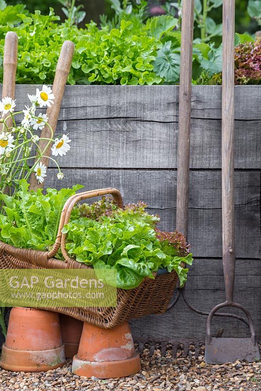 Woven basket containing harvest of Lettuce 'Little Gem' and 'Lollo Rossa' - Lactuca sativa, with hoe and rake