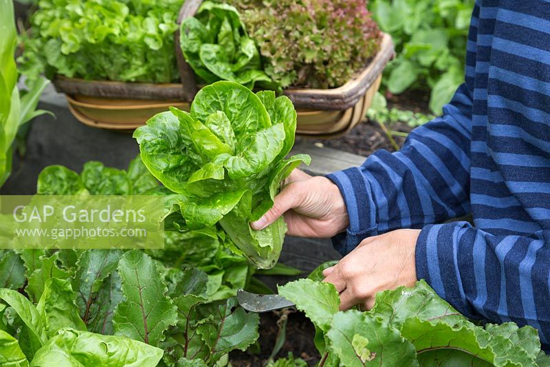 Harvesting Lettuce 'Little Gem' - Lactuca sativa