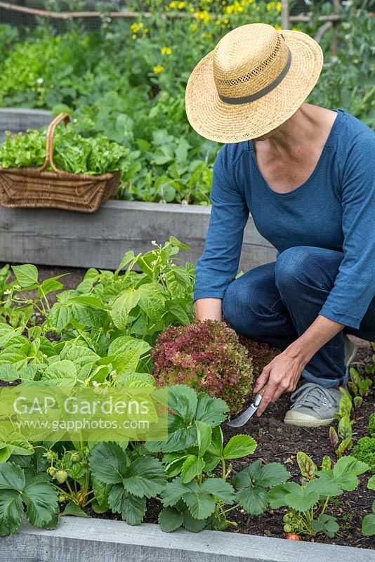 Woman harvesting Lettuce 'Lollo Rossa' - Lactuca sativa