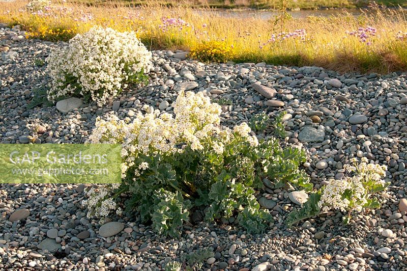 Crambe maritima - Sea kale in flower growing on pebble beach in June