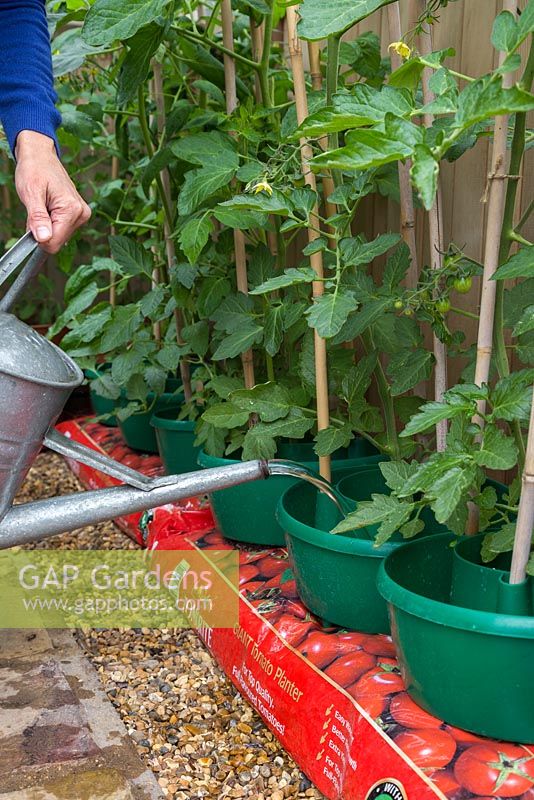 Watering Tomato 'Jelly Bean Red and Yellow' plants