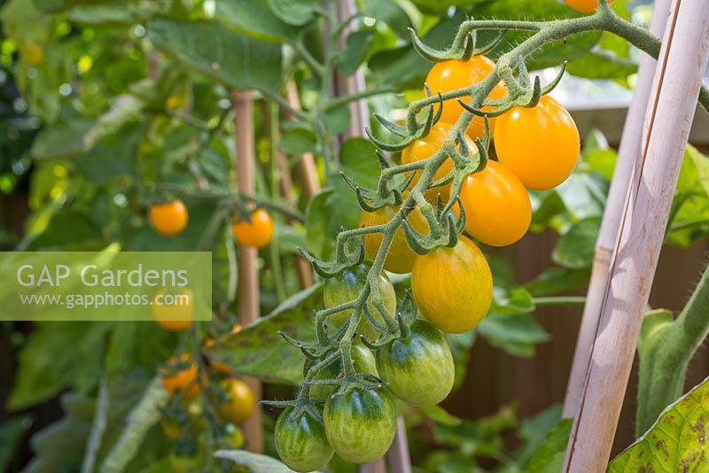 Lycopersicon lycopersicum 'Jelly Bean Red and Yellow' - A truss of tomatoes 