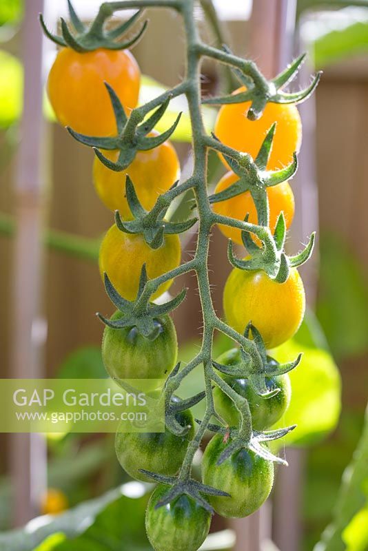 Lycopersicon lycopersicum 'Jelly Bean Red and Yellow' - A Truss of Tomatoes