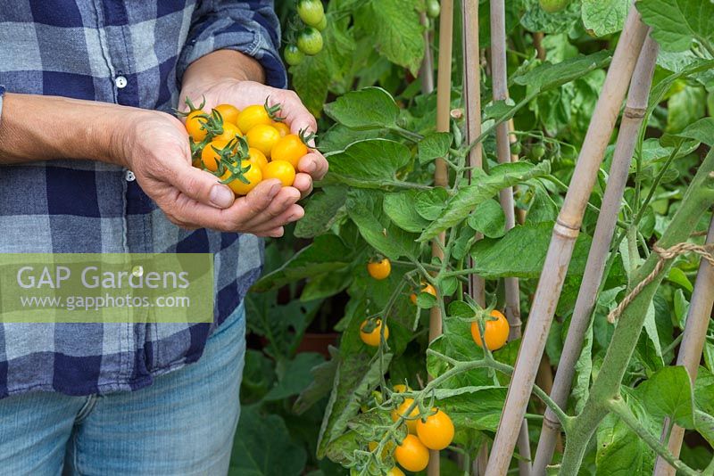 Woman holding bunch of harvested Lycopersicon lycopersicum 'Jelly Bean Red and Yellow' - tomatoes 