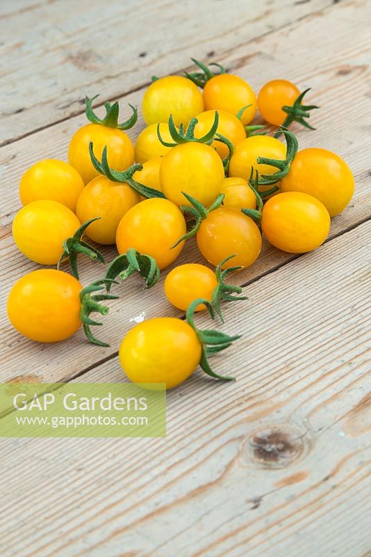 Lycopersicon lycopersicum 'Jelly Bean Red and Yellow' -  tomatoes on wooden surface