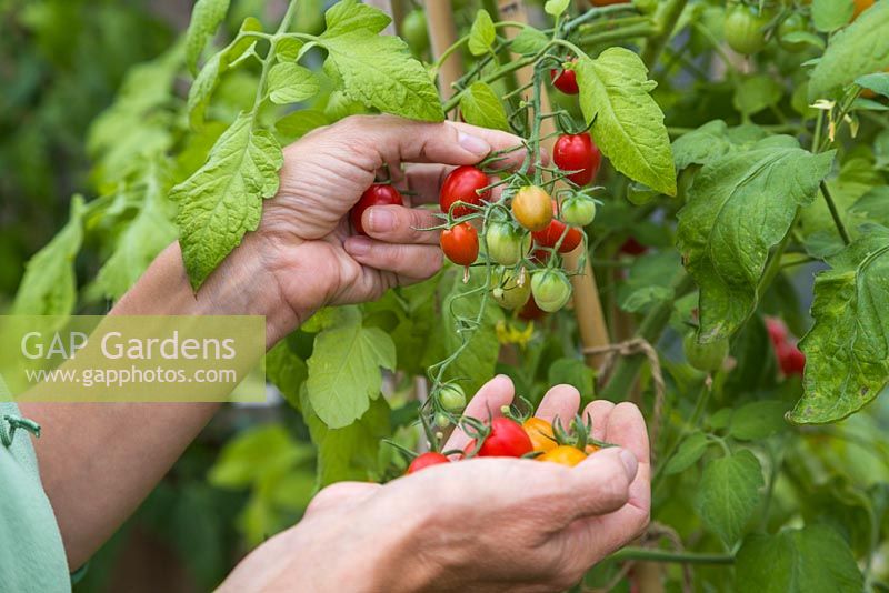 Harvesting  Lycopersicon lycopersicum 'Jelly Bean Red and Yellow' tomtoes 