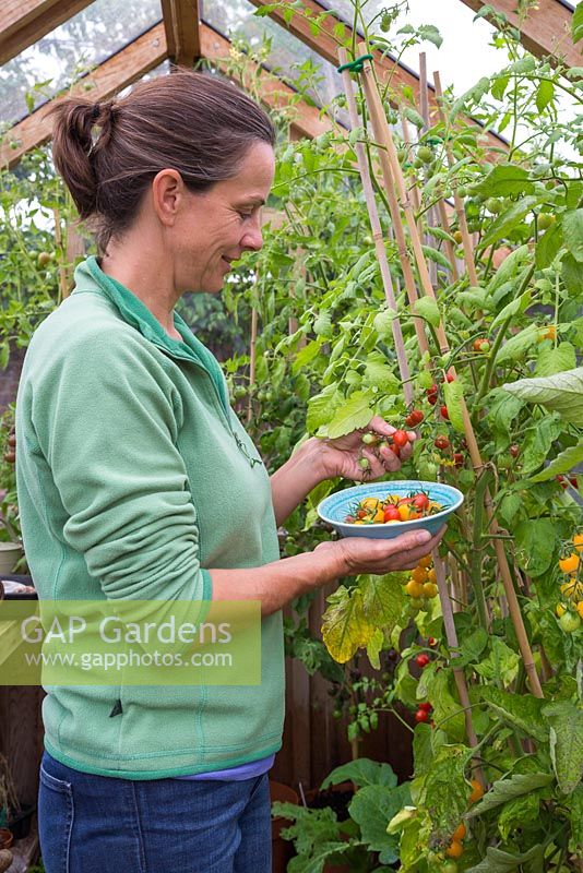 Woman harvesting Lycopersicon lycopersicum 'Jelly Bean Red and Yellow' - tomatoes 
