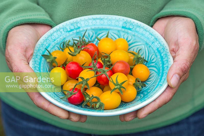 Woman holding decorative bowl of tomatoes - Lycopersicon lycopersicum 'Jelly Bean Red and Yellow' 