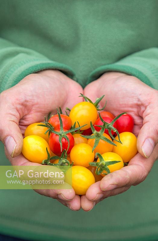 Woman holding bunch of Lycopersicon lycopersicum 'Jelly Bean Red and Yellow' - tomatoes 