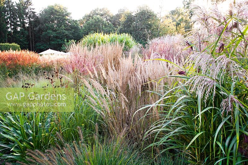 Grass border in October. Miscanthus sinensis,  Pennisetum alopecuroides Hameln, Calamagrostis x acutiflora 'Karl Foerster'. Buitenhof garden