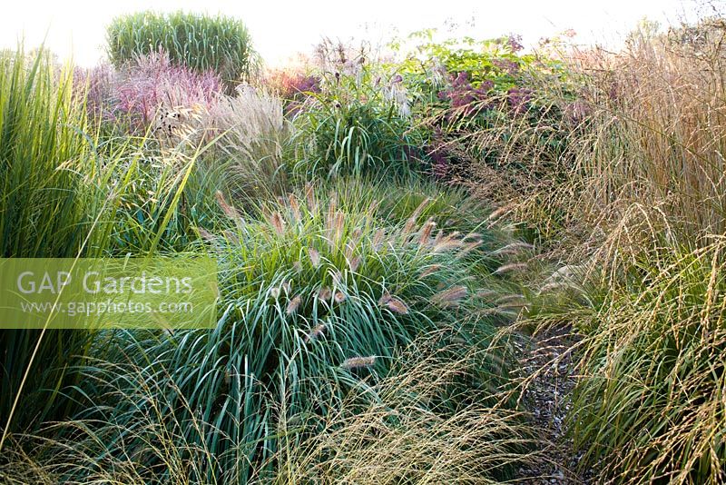 Grass border in October -  Penisetum Hameln, Molinia, Miscanhus sinensis. Buitenhof