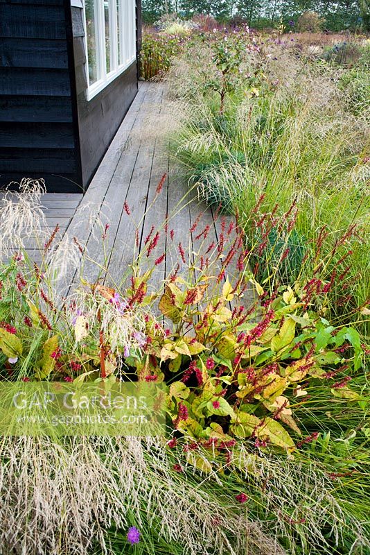 Porch with surrounded planting includes  Persisaria amplexicaule Firetail, Eragrostis curvula. Madelien van Hasselt.