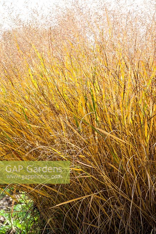 Panicum virgatum 'Warrior' - switch grass - October, France