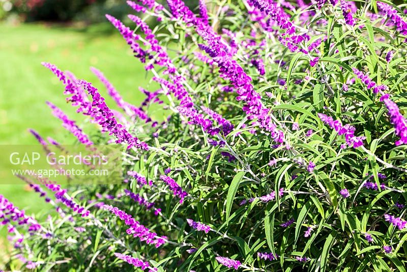Salvia leucantha 'Purple Velvet