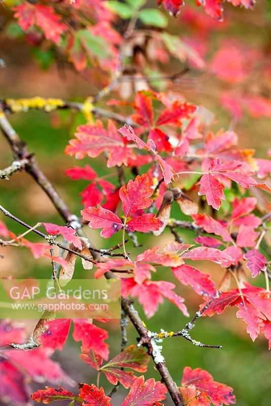 Acer griseum - Paperbark maple - October, France