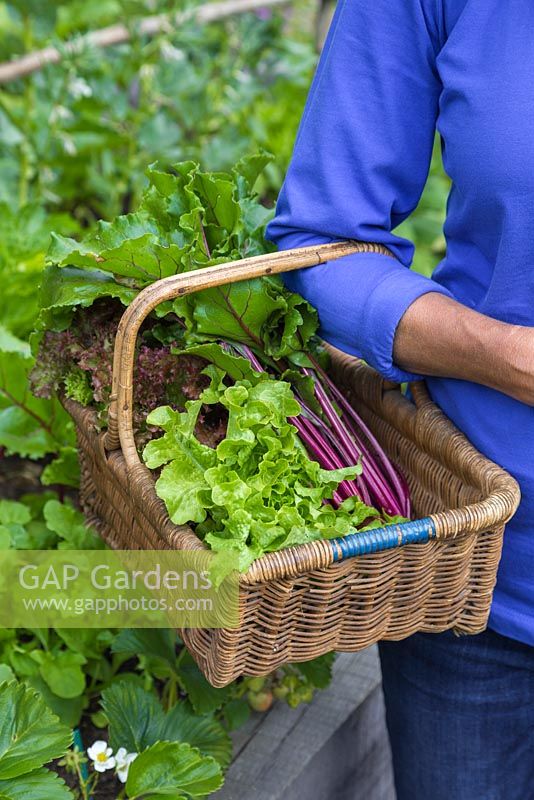 Woman carrying a wicker basket containg a variety of vegetables. Beetroot and Lettuce