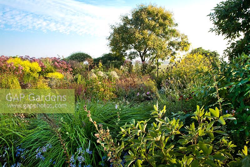 Piet Oudolf garden Hummelo. View across borders towards the statue. Pennisetum Viridescens, Persicaria amplexicaulis Roseum, Echinops spaerocephalum, Koelreuteria paniculata.